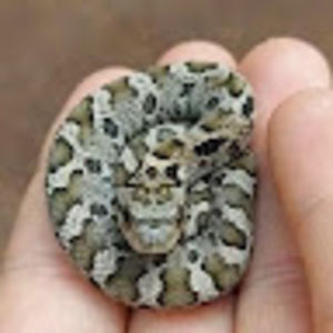 Meet your Posher, Md & de